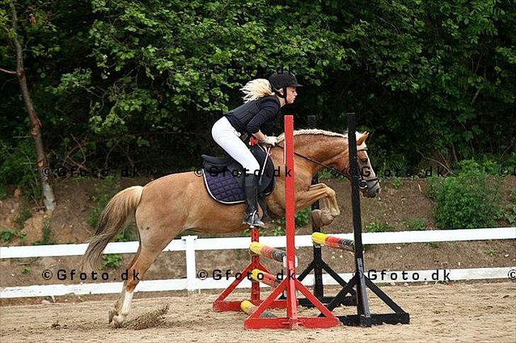 Anden særlig race Fie billede 12