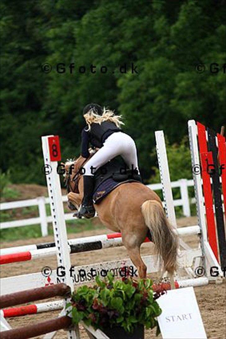 Anden særlig race Fie billede 15