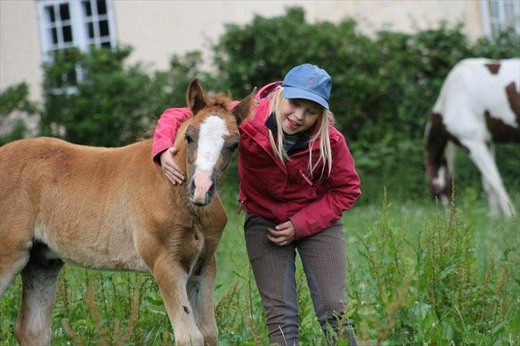 Welsh Cob (sec D) Hvedholms William - Her er han ca. 3 måneder  billede 2