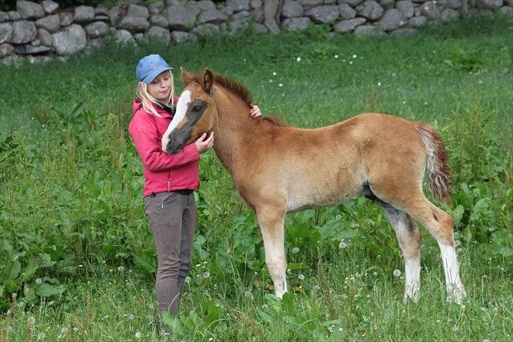 Welsh Cob (sec D) Hvedholms William - 3 måneder billede 3