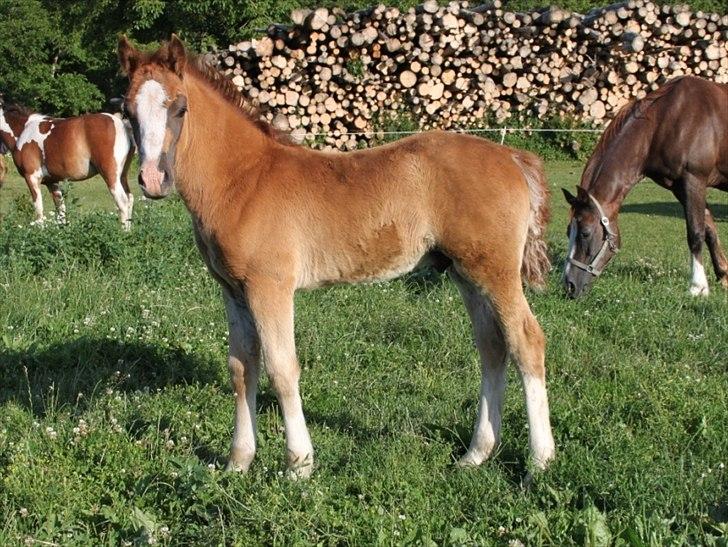 Welsh Cob (sec D) Hvedholms William - 3 måneder  billede 4