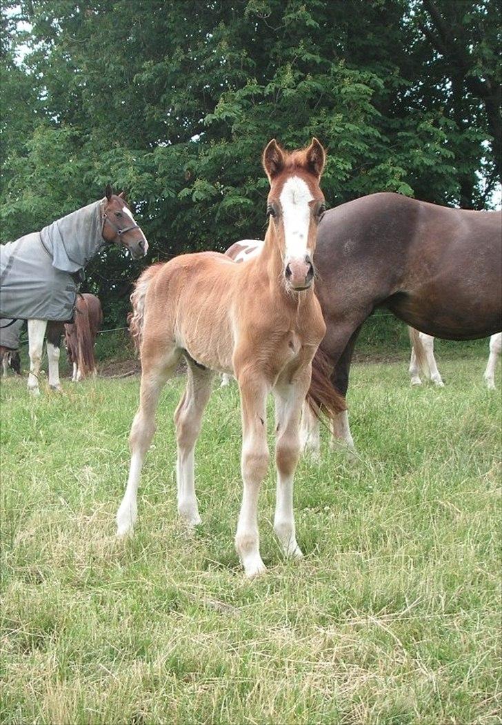 Welsh Cob (sec D) Hvedholms William - 2 måneder  billede 5