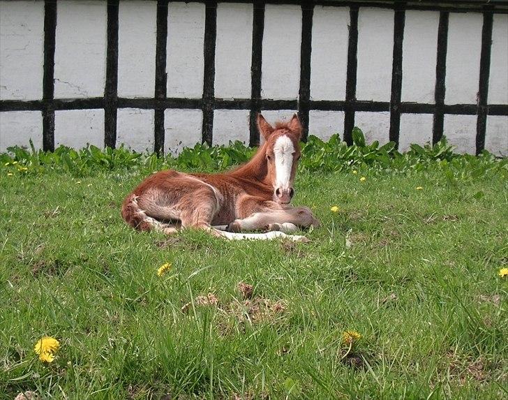 Welsh Cob (sec D) Hvedholms William - Uh, det er en hård verden jeg er kommet til, jeg bliver da nødt til at sove nu...

1 dag billede 6