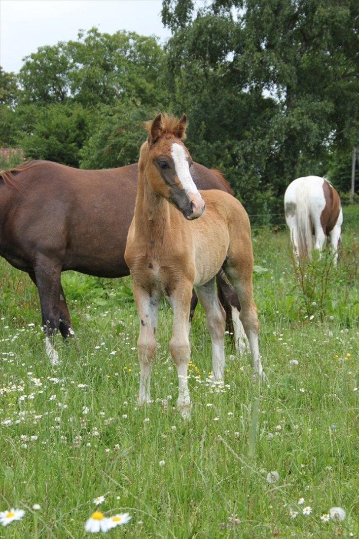 Welsh Cob (sec D) Hvedholms William - 3 måneder  billede 7