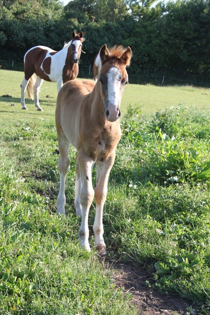 Welsh Cob (sec D) Hvedholms William - 3 måneder billede 8