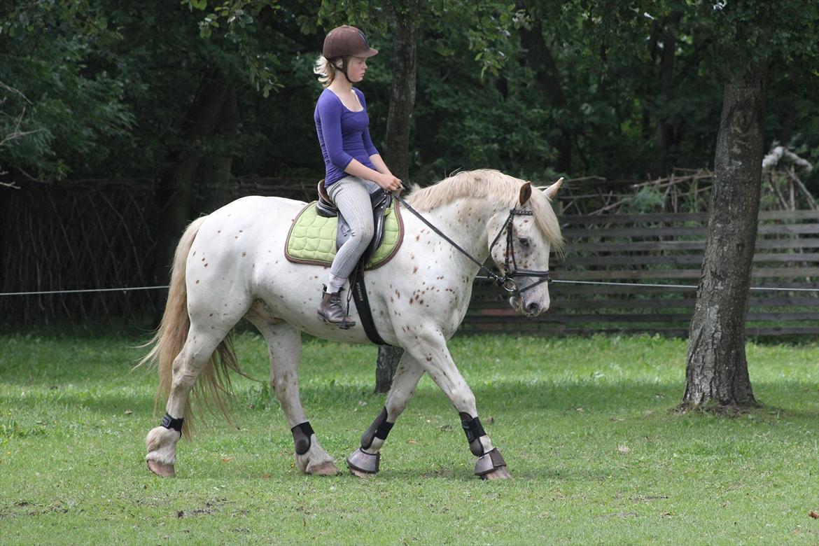 Noriker julius drømmeponyen<3 billede 2