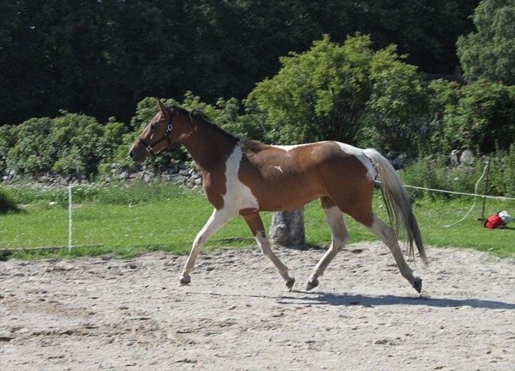 Pinto Hvedholms Perseus - 3 år billede 7