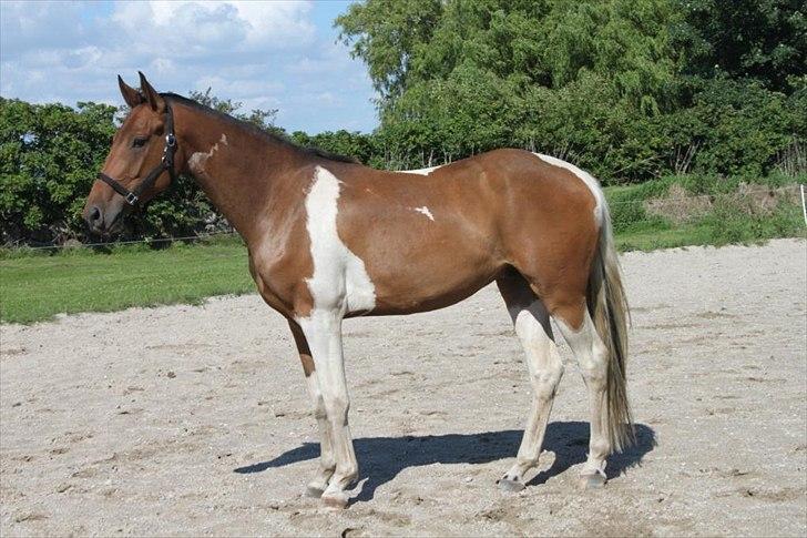 Pinto Hvedholms Perseus - 3 år billede 8