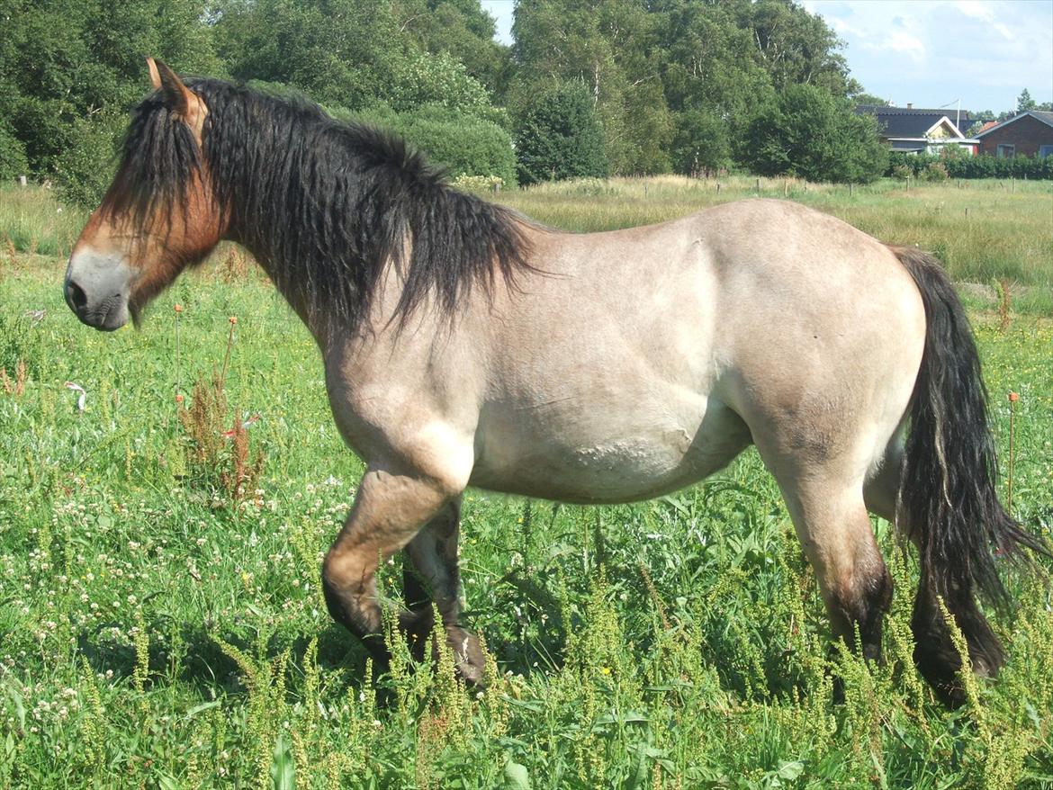 Belgier Mangehøjes Bastian billede 18