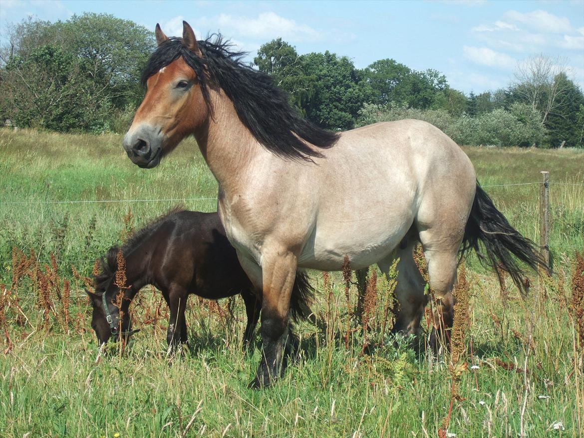 Belgier Mangehøjes Bastian billede 19
