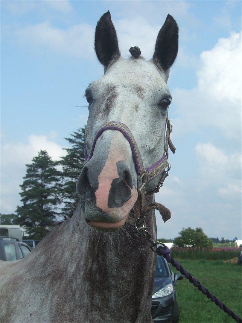 Hollandsk Varmblod Flyer H-S  billede 2