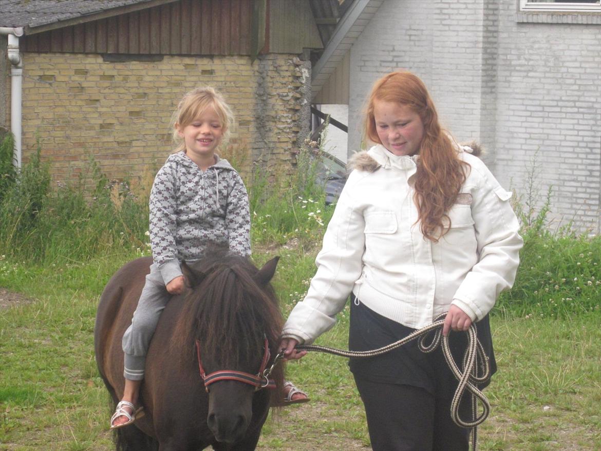 Shetlænder Robin Af Skårupøre - Nikolines første tur på Robin da hun lige havde fået ham d. 18-07-2011 billede 14