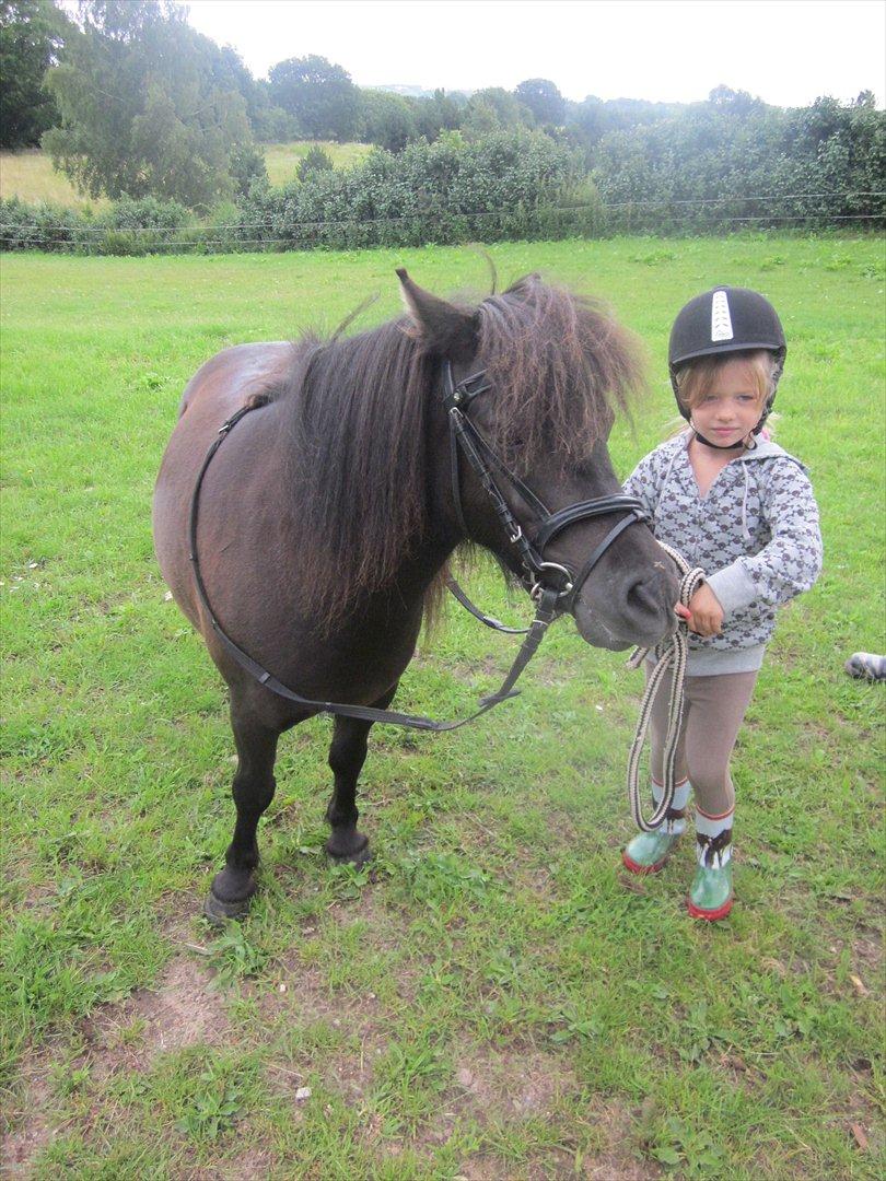 Shetlænder Robin Af Skårupøre - Klar til at hoppe op og ride :)
d. 18-07-2011 billede 15