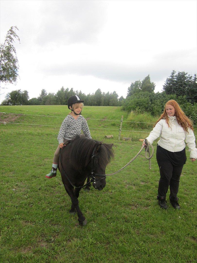 Shetlænder Robin Af Skårupøre - Nikoline kan selv ride Robin, mens faster(mig) holder hvis der skulle ske noget :)
D. 18-07-2011 billede 17