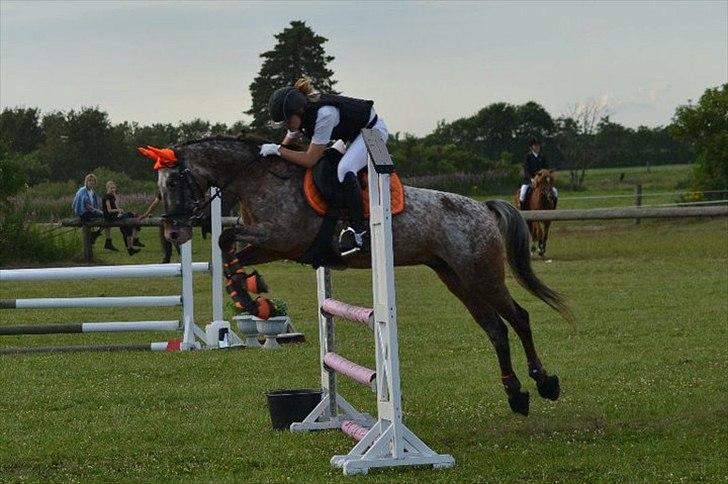 Anden særlig race Snefjer *Solgt* <3 - Hodsager 2011 LB Spring billede 1