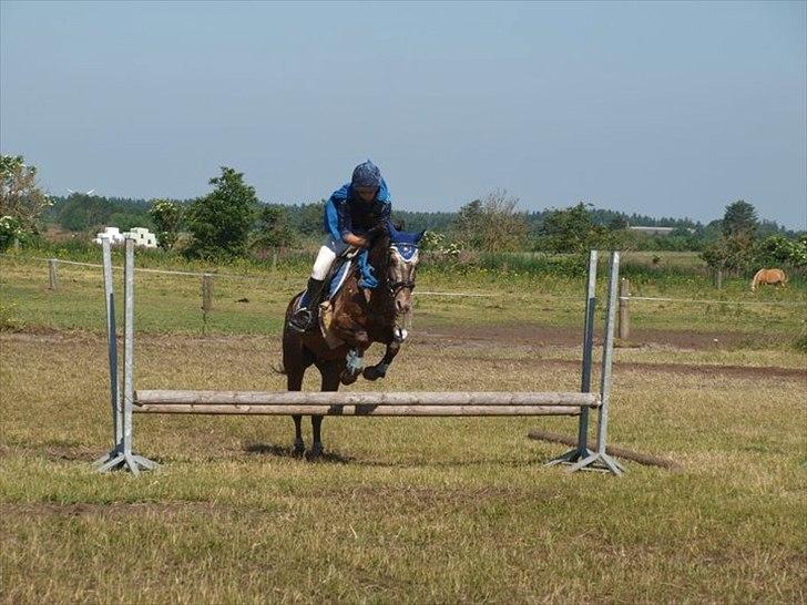 Anden særlig race Snefjer *Solgt* <3 - Opvarmning LD Kostumespring 2010 Hodsager billede 3