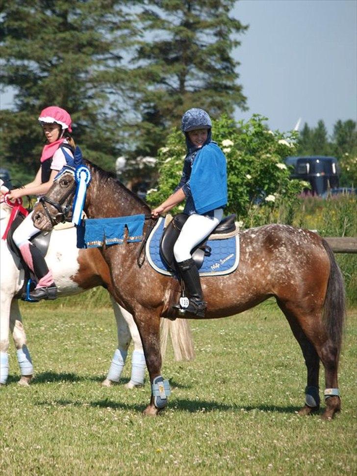 Anden særlig race Snefjer *Solgt* <3 - LD Kostumespring Hodsager 2010 2.plads billede 6