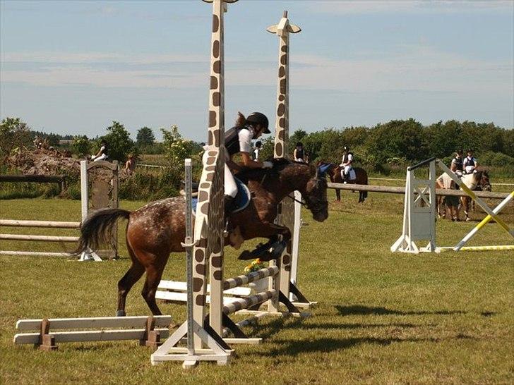 Anden særlig race Snefjer *Solgt* <3 - LC Hodsager 2010 billede 12