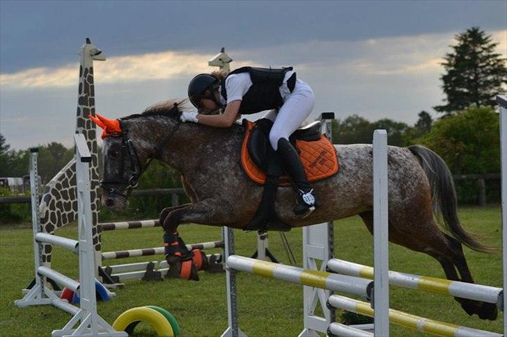 Anden særlig race Snefjer *Solgt* <3 - LA Hodsager 2011..
4.Plads billede 18