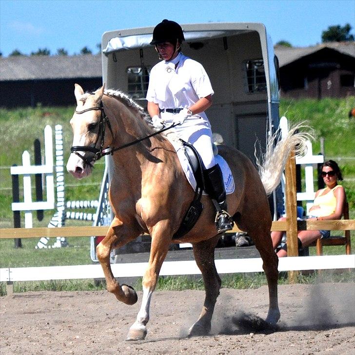 Palomino Valdemar af Lillevang *** SOLGT*** billede 16