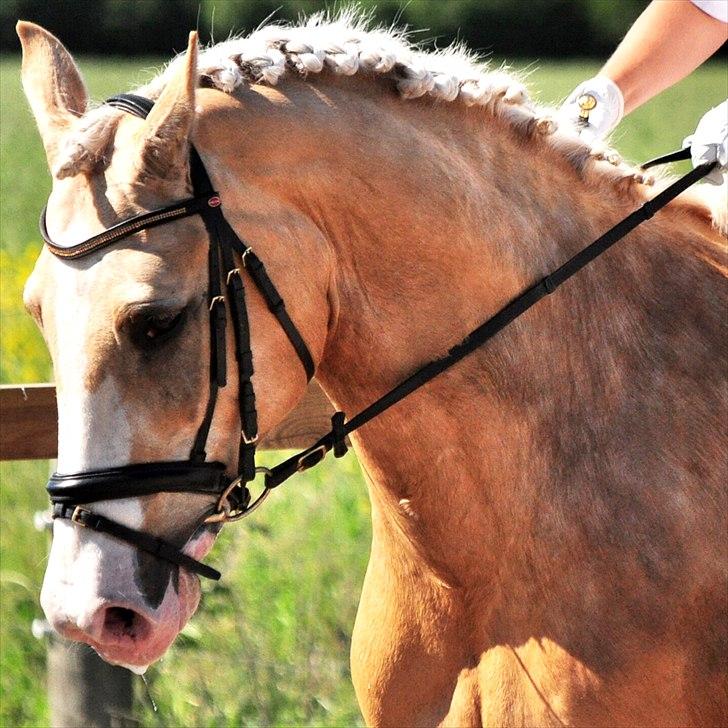 Palomino Valdemar af Lillevang *** SOLGT*** billede 17