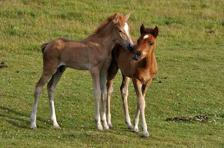 Aegidienberger Hijo de la Lluvia fra Nordkap - Hijo og hans bedste ven Hidalgo :) billede 2