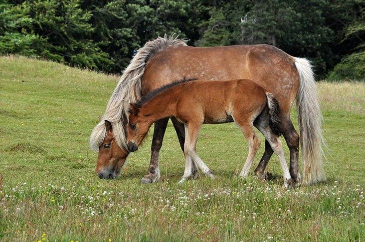 Aegidienberger Hijo de la Lluvia fra Nordkap - Hijo og hans mor :) billede 3