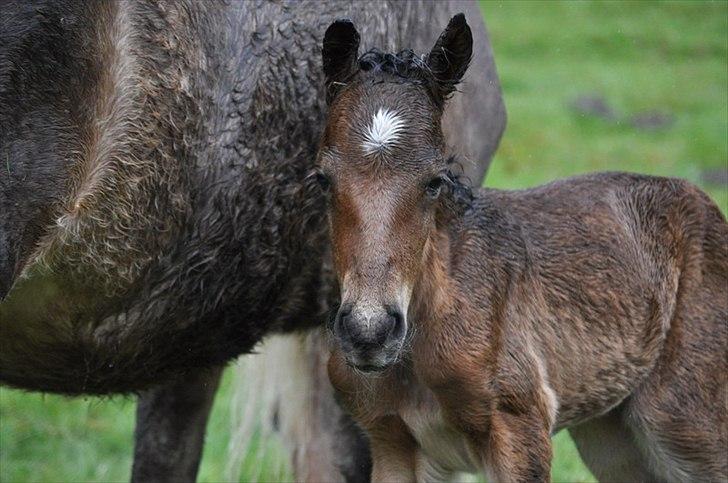Aegidienberger Hijo de la Lluvia fra Nordkap - lige kommet til verdenen :)  billede 4