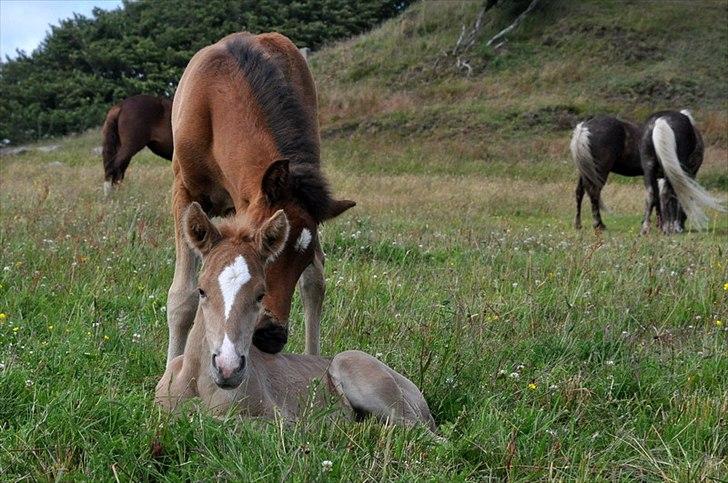Aegidienberger Hijo de la Lluvia fra Nordkap - Hijo og hans bedste ven Hidalgo :) billede 6