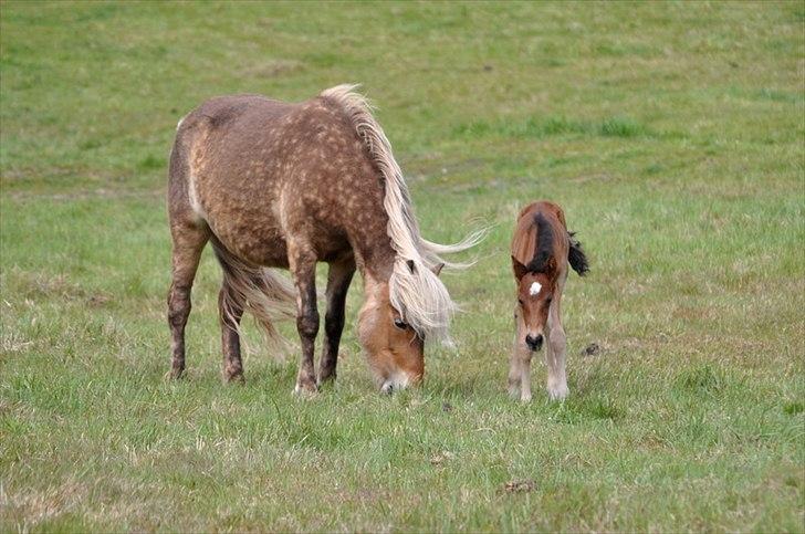 Aegidienberger Hijo de la Lluvia fra Nordkap - Hijo og hans mor :) billede 8