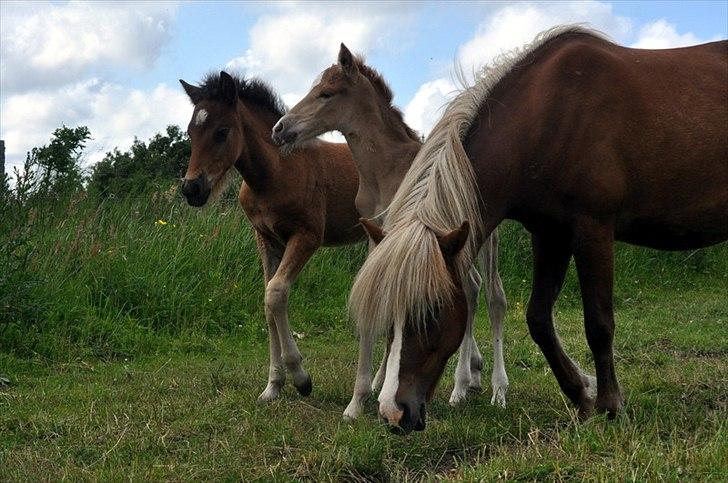 Aegidienberger Hijo de la Lluvia fra Nordkap - Hijo leger med Hidalgo og Hidalgo's mor. billede 10