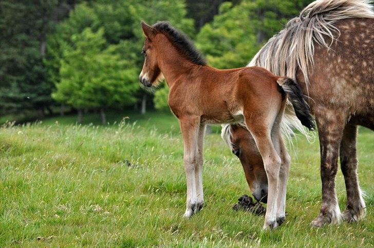Aegidienberger Hijo de la Lluvia fra Nordkap - så sød han er :) billede 11