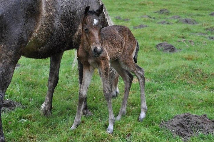 Aegidienberger Hijo de la Lluvia fra Nordkap - lige kommet til verdenen :)  billede 13