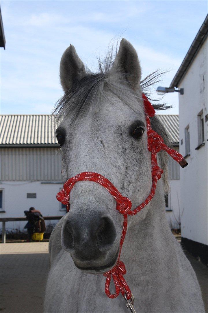 Anden særlig race Gordon •Fortid;(• SAVNET! - 19) Min højt elskede Gollemann.. i will never let u go <3 *; 'ille&Golle - always&forever <3 - foto - Olivia <3<3<3<3<3*;*;*;*;*;*;*;*;*;*;*;*;*;*;*;*; billede 19