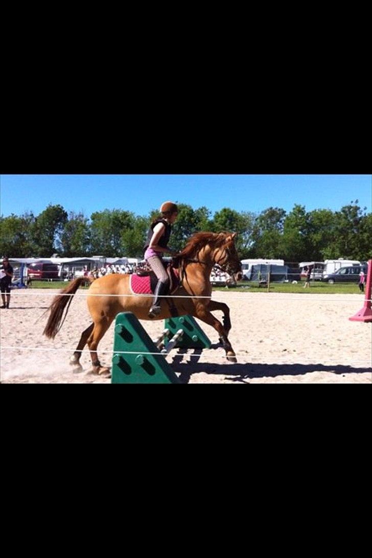 Anden særlig race Strejfer  - Strejfer og hans nye ejer Sarah, ved Roskilde dyrskue (: billede 19