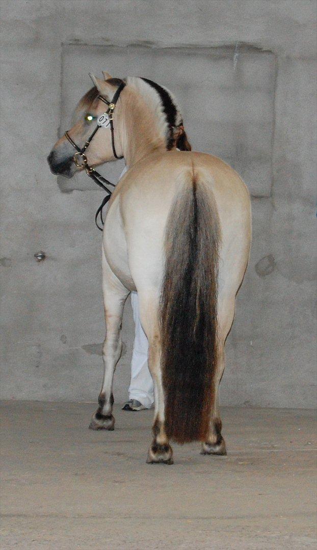 Fjordhest Højgaards Heisa (solgt) - Heisa til regionalkåring d. 14/7-11. Her på fast bund. billede 12