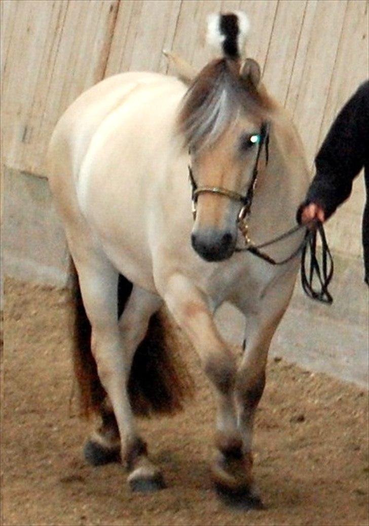 Fjordhest Højgaards Heisa (solgt) - Heisa til regionalkåring d. 14/7-11 i ridehallen billede 13