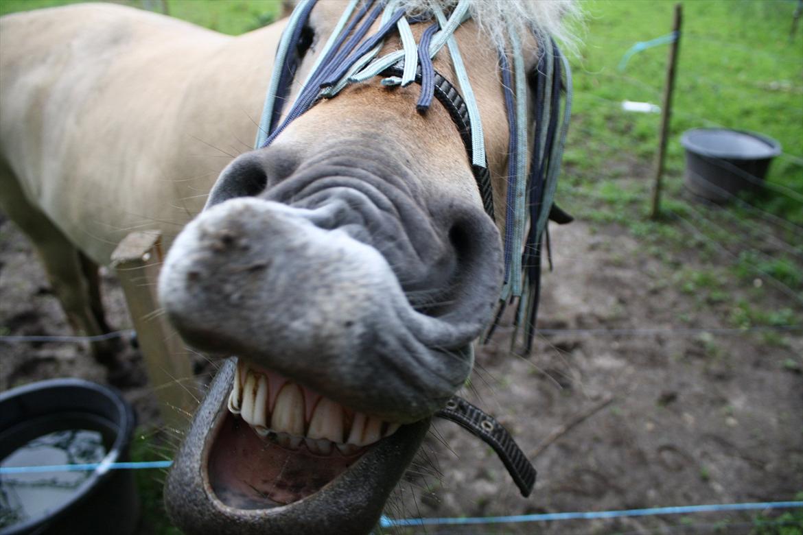 Fjordhest Tøsen - fiiiine bisser ;P billede 1