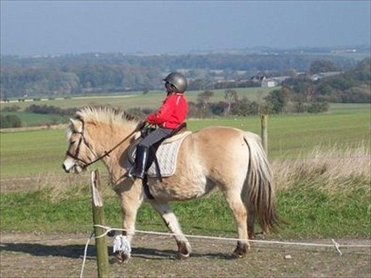 Fjordhest Tøsen - tøsen inden jeg købte hende hos den forrige ejer, redet af pige på 5 år billede 2