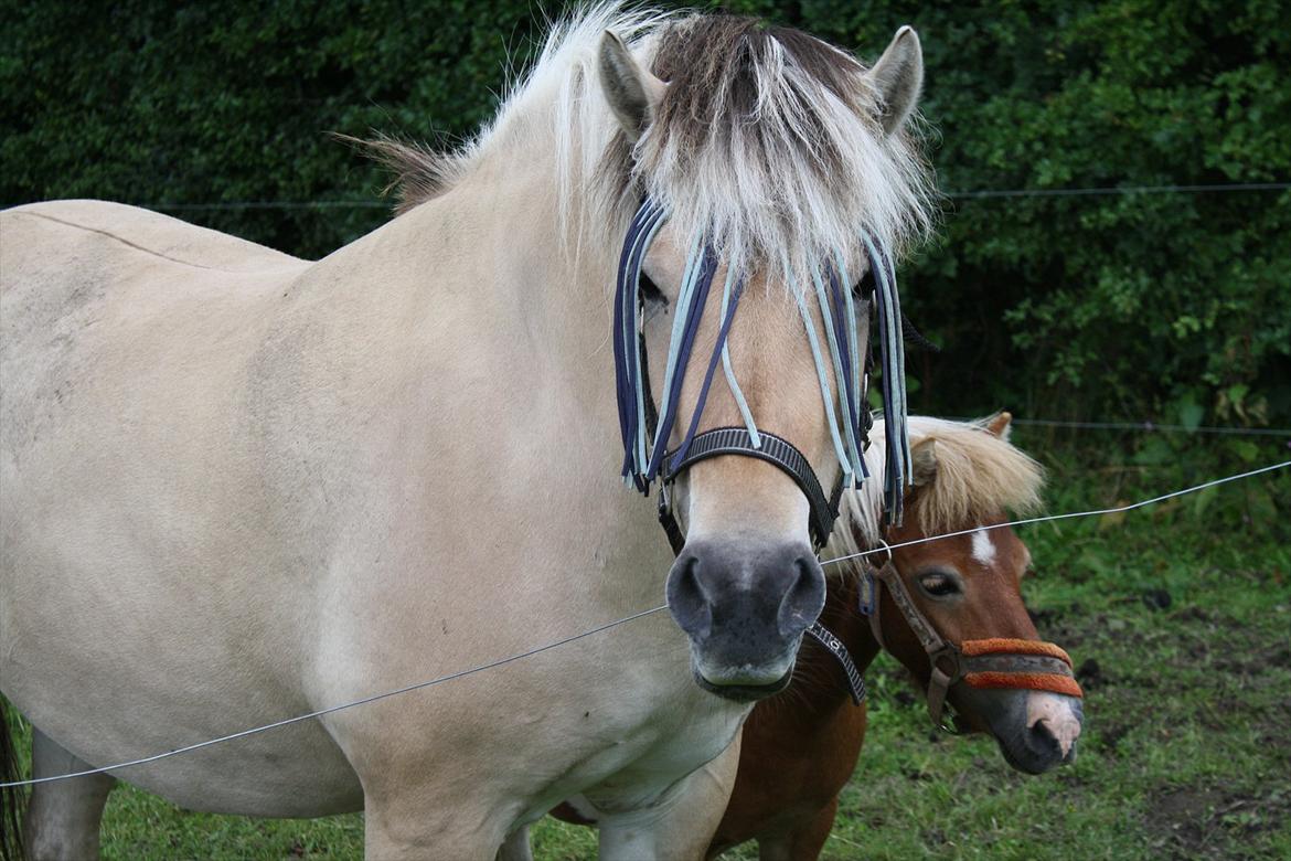 Fjordhest Tøsen billede 4