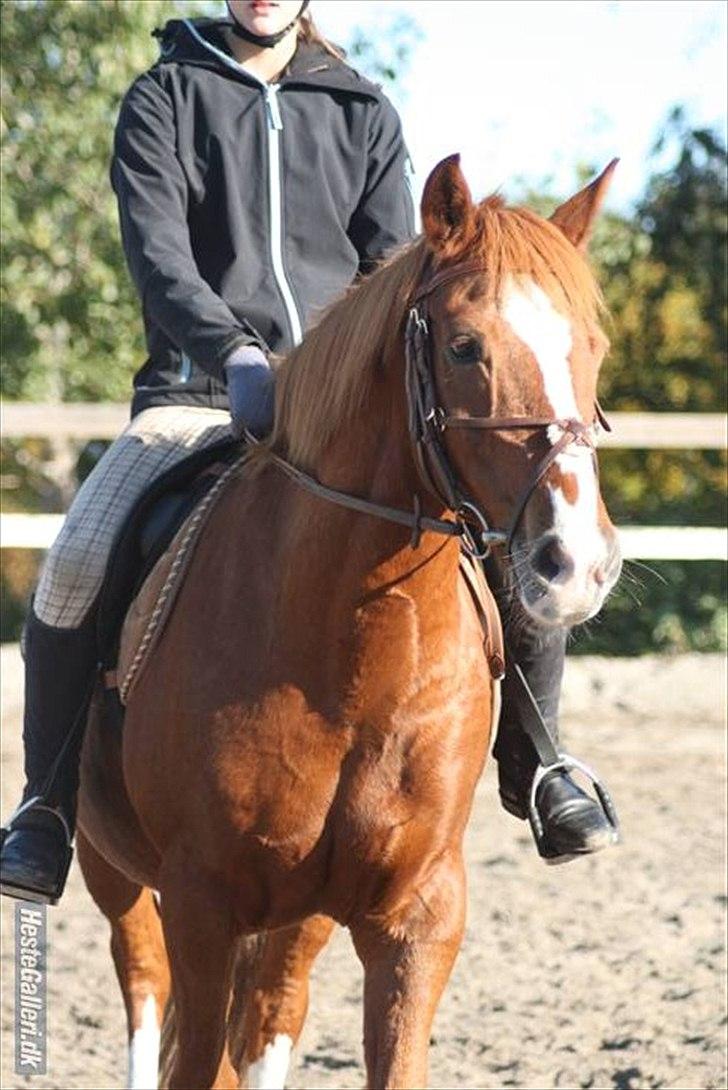 Anden særlig race WhiteSocks - På bispevangen til et bygger stævne. opvarmning (-: billede 9