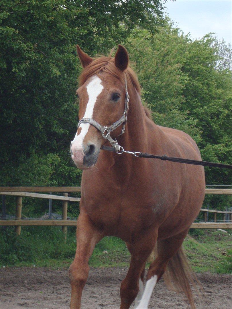 Anden særlig race WhiteSocks - en dag mig og Cirkel ikke orkede det heeelt store, så det endte med at jeg longerede ham (: billede 10
