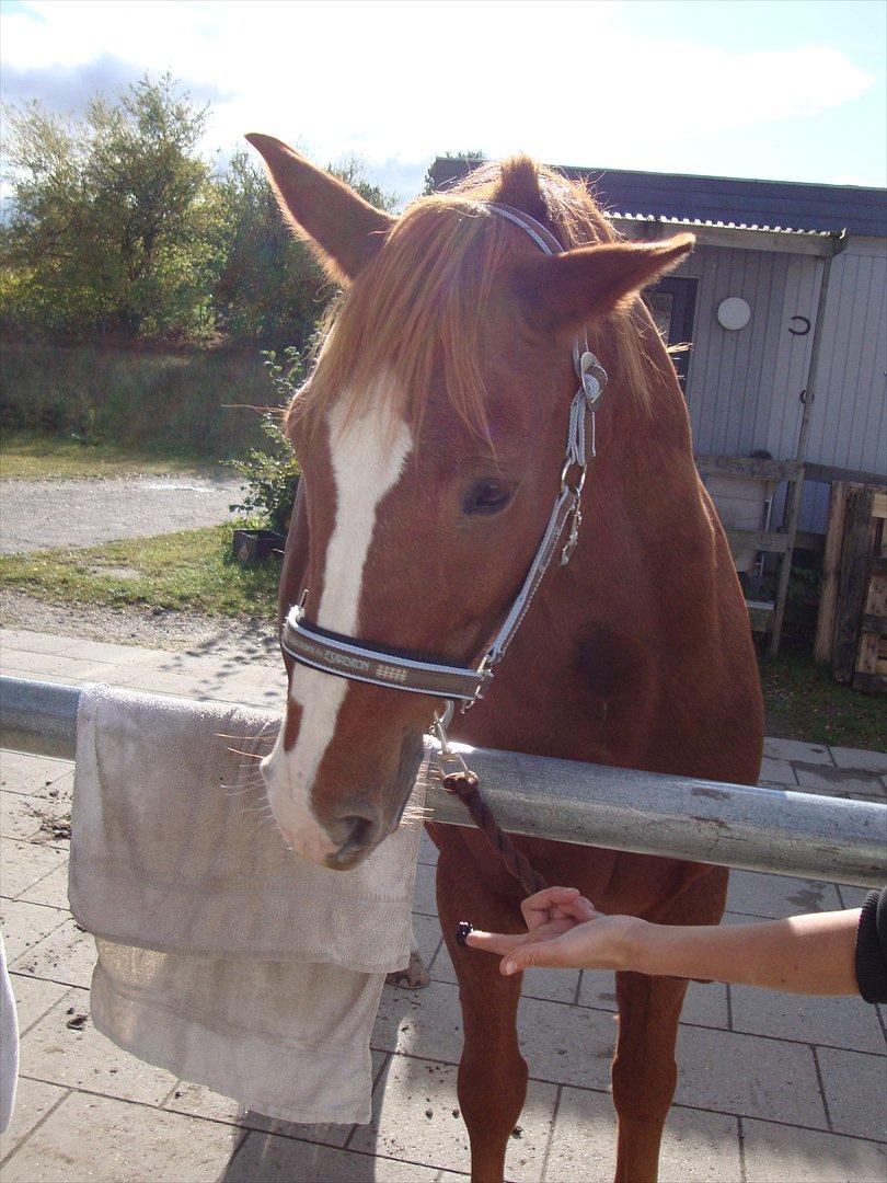 Anden særlig race WhiteSocks - Han synes åbenbart det håndklæde, var utroligt spændene x3 billede 11