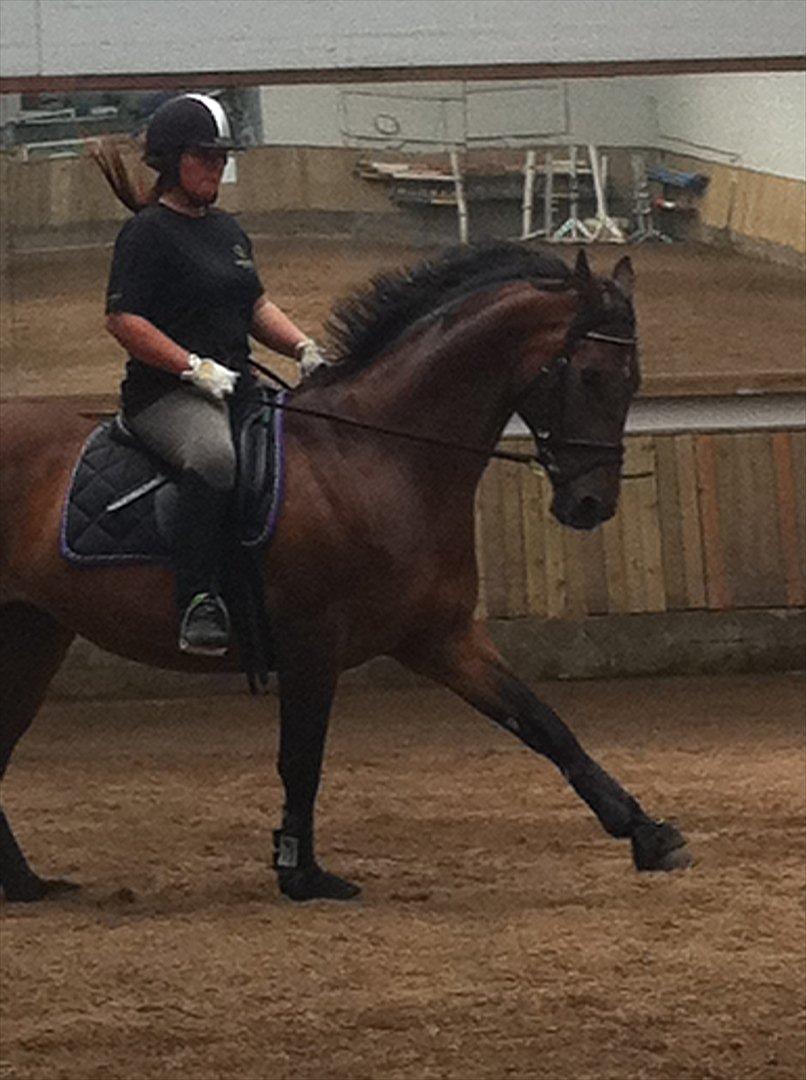 Anden særlig race Samuel (Sherlock) R.I.P billede 1