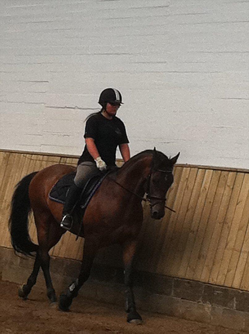 Anden særlig race Samuel (Sherlock) R.I.P billede 2