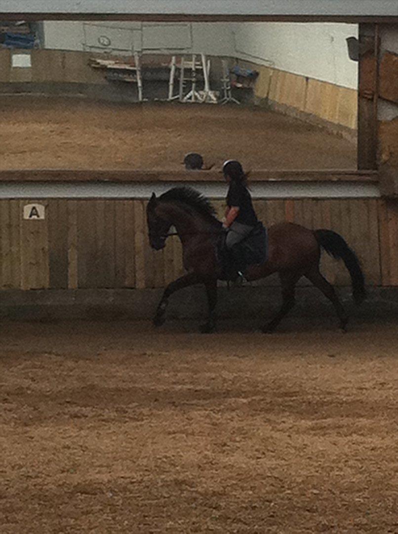 Anden særlig race Samuel (Sherlock) R.I.P billede 3