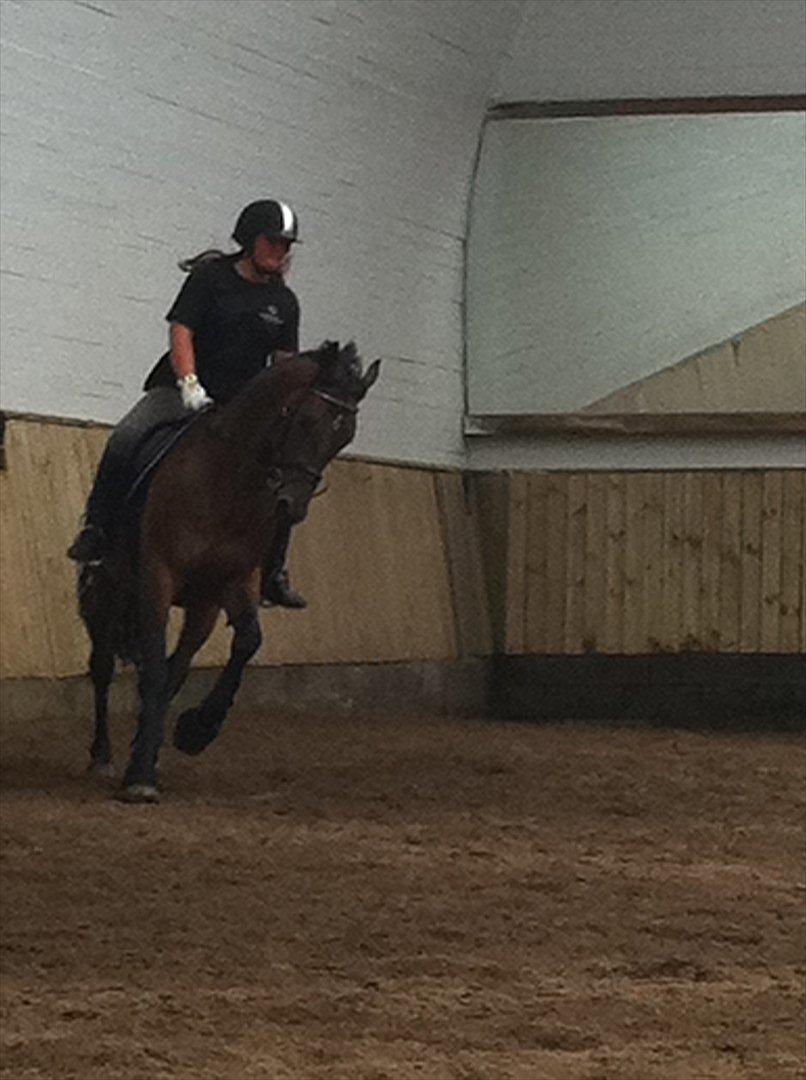 Anden særlig race Samuel (Sherlock) R.I.P billede 4