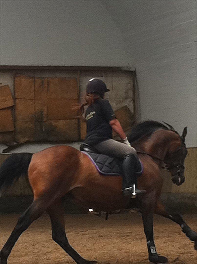 Anden særlig race Samuel (Sherlock) R.I.P billede 5