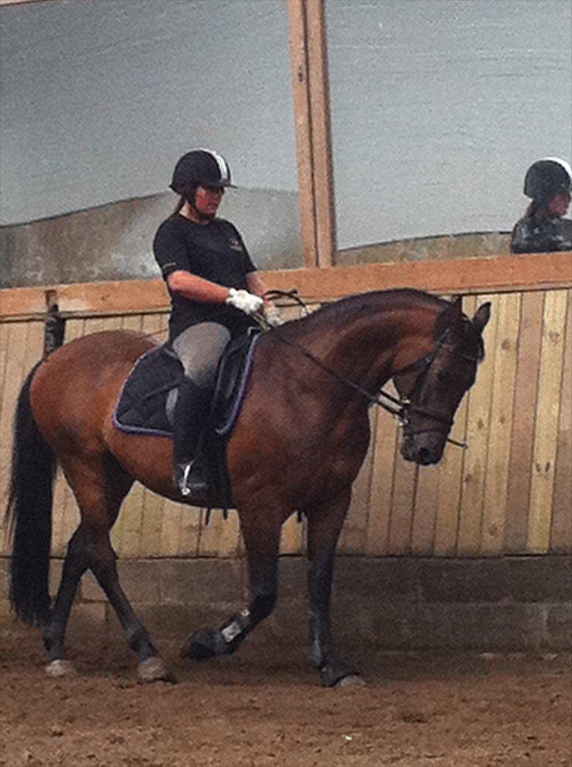 Anden særlig race Samuel (Sherlock) R.I.P billede 6