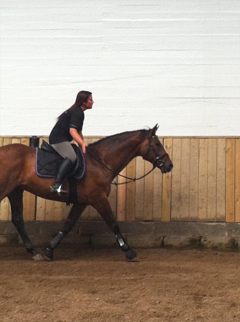 Anden særlig race Samuel (Sherlock) R.I.P billede 7